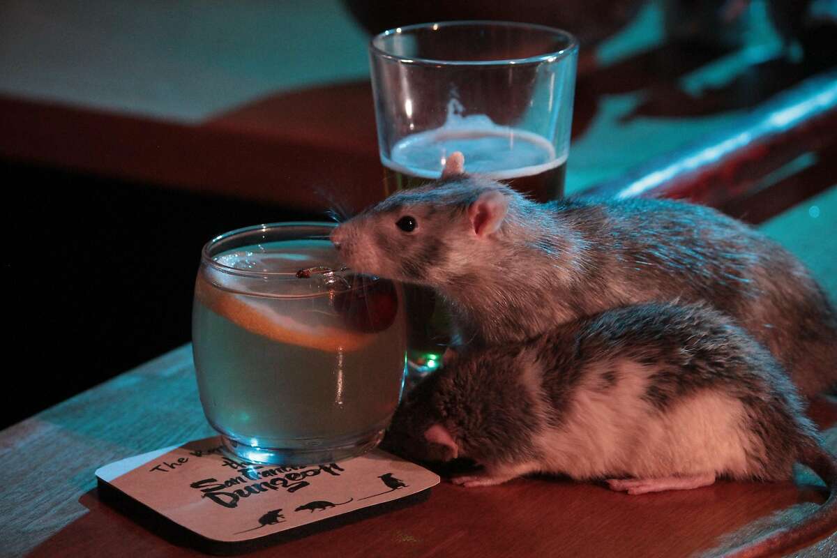 Rat Bar SF