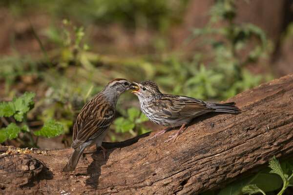 Young Birds Learn To Forage From Their Parents Houstonchronicle Com