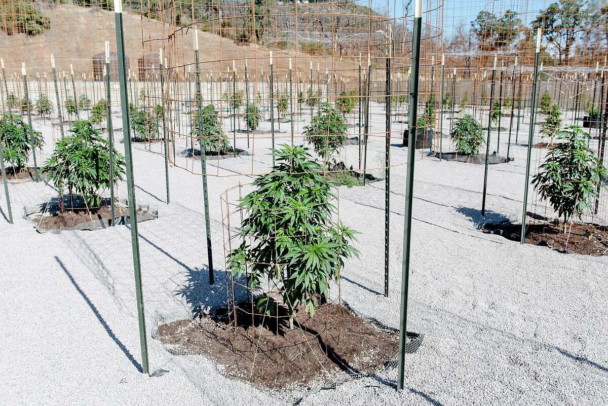 Pot plants soak up the sun at the farm of Napa-based cannabis delivery company FumŽ, in Middletown, Calif, on Thursday, May 30, 2019.