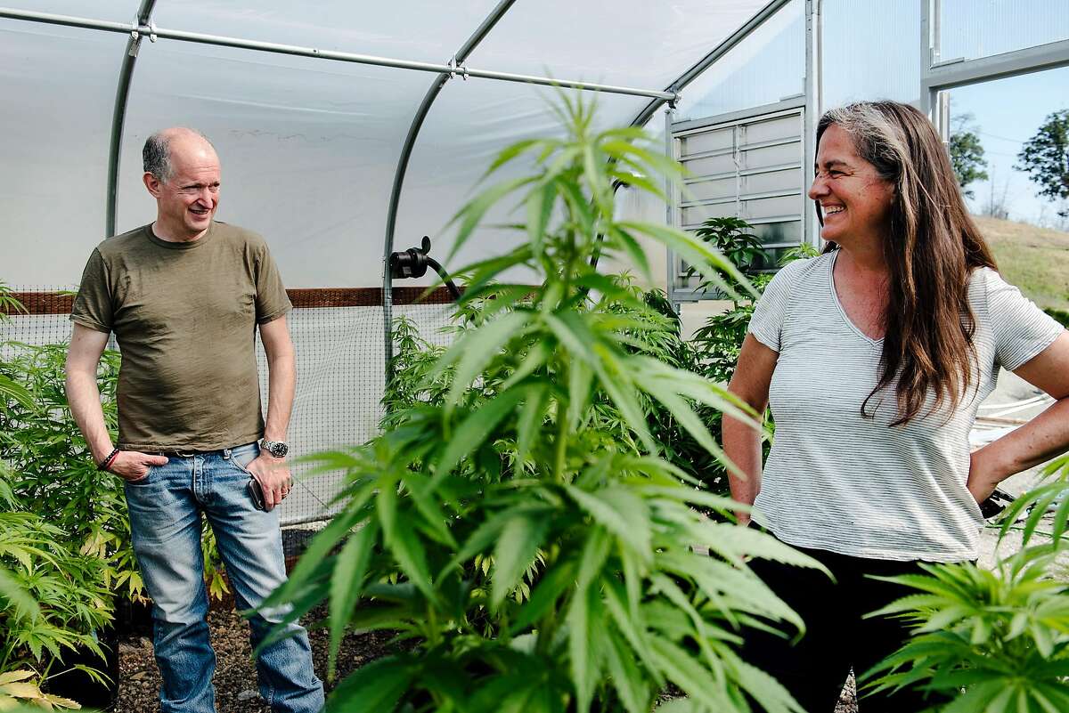 Eric Sklar, a Napa Valley Cannabis Association member and owner of Napa-based cannabis delivery company FumŽ, and Elissa Hambrecht, COO of FumŽ, look over male plants in a greenhouse at their company's cannabis farm in Middletown, Calif, on Thursday, May 30, 2019.