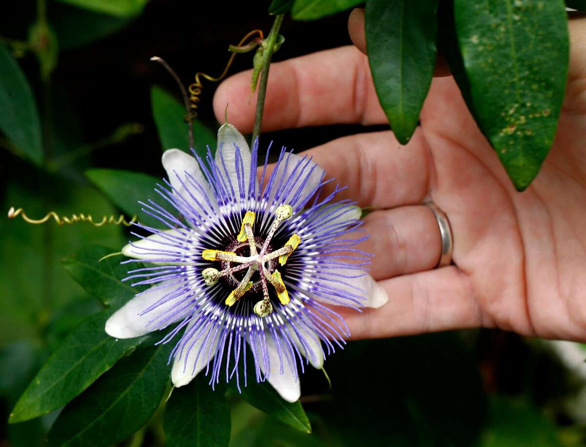 A gardener tends to a passionflower containing psychedelic properties in a private garden in Oakland, Calif. on Thursday, May 30, 2019.
