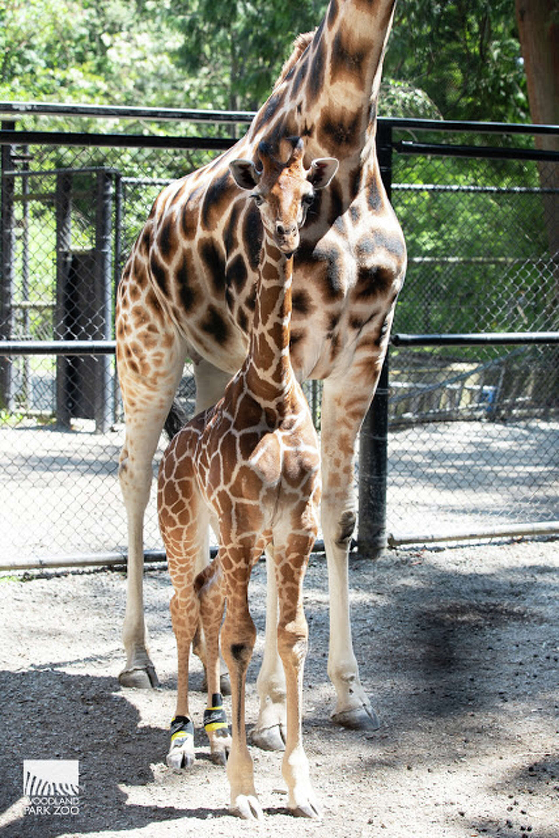 Baby giraffe shoes deals
