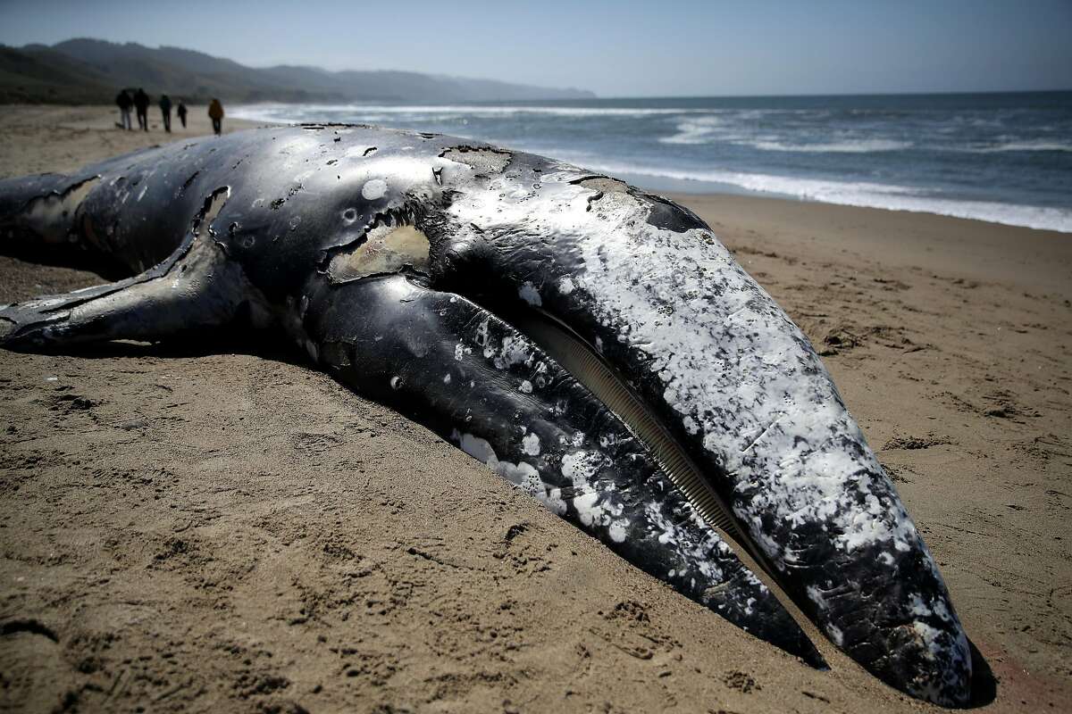A dead juvenile Gray Whale sits in the sand on Limantour Beach at Point Reyes National Seashore on May 25, 2019 in Point Reyes Station, California. Scientists with The Marine Mammal Center examined the thirteenth Gray Whale that washed up dead on a San Francisco Bay Area beach to try and determine what is killing the whales.