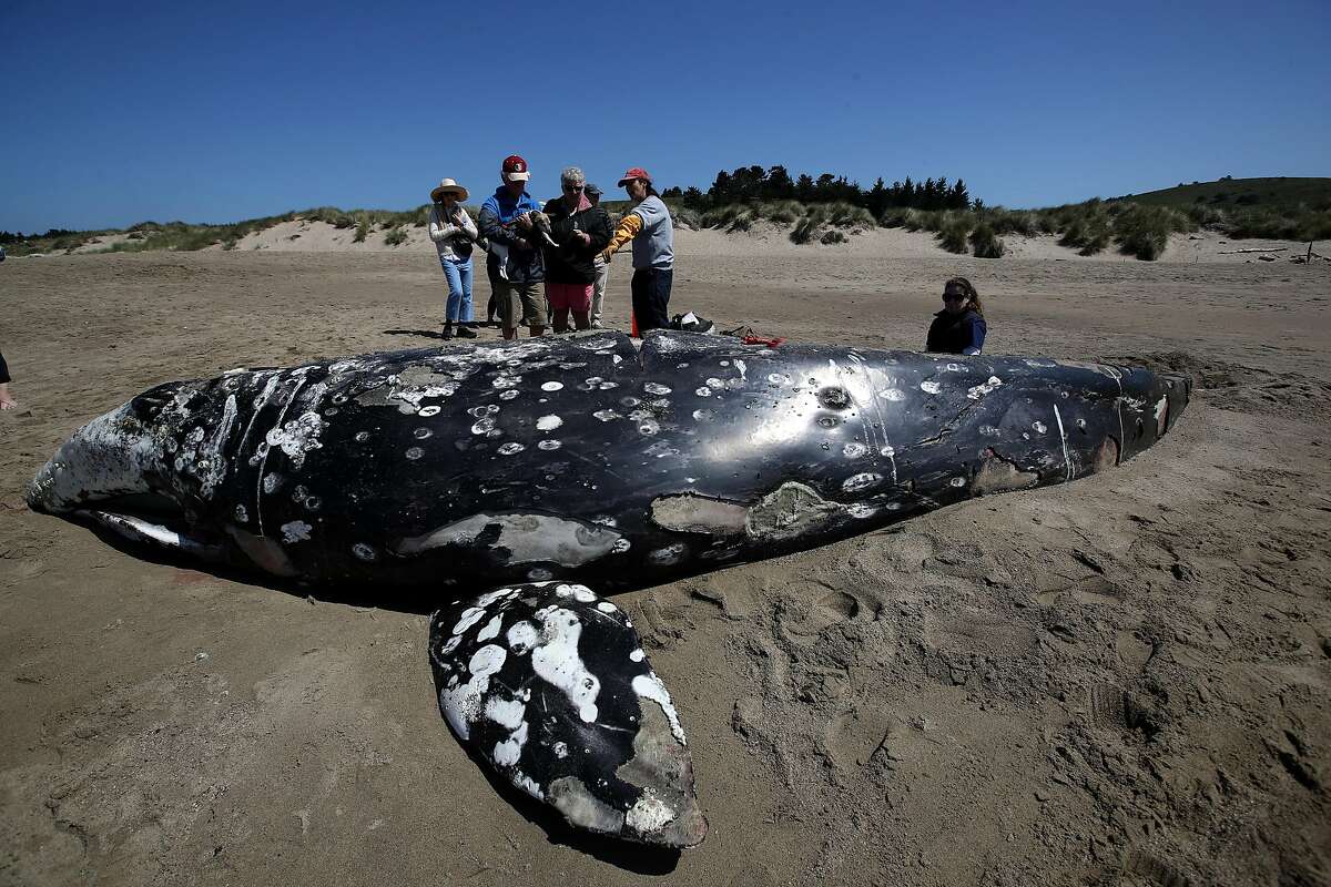 Scientists with The Marine Mammal Center examined the thirteenth Gray Whale that washed up dead on a San Francisco Bay Area beach to try and determine what is killing the whales. Dozens of Gray Whales have been found dead along the Pacific Coast between California and Washington since the beginning of the year, many exhibiting signs of malnutrition. (Photo by Justin Sullivan/Getty Images)