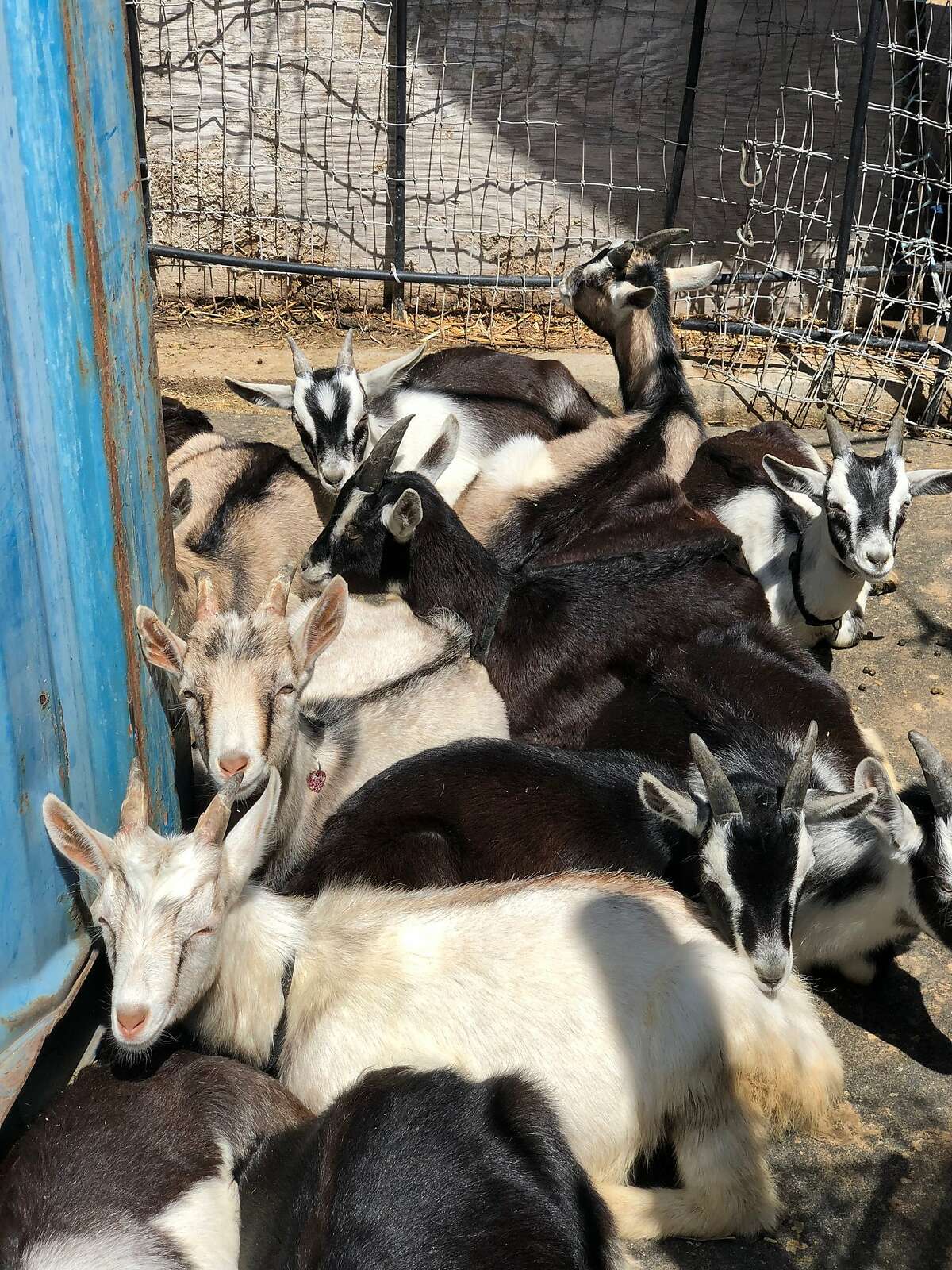 Several hard-working goats for City Grazing, a Bayview-based nonprofit that provides goat workers to clear hard-to-navigate spaces for city agencies, hospitals, and homeowners in San Francisco.