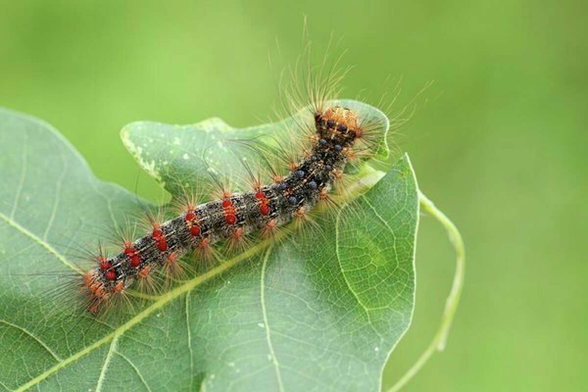 What Do Gypsy Moth Caterpillars Look Like