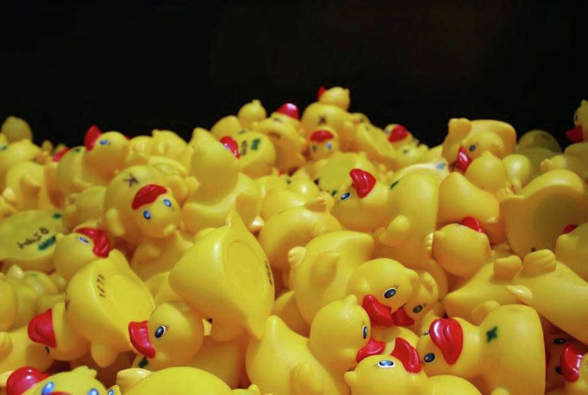 Hundreds of rubber ducks were ready for the Great Duck Race down the Saugatuck River in Westport on June 1, 2019.