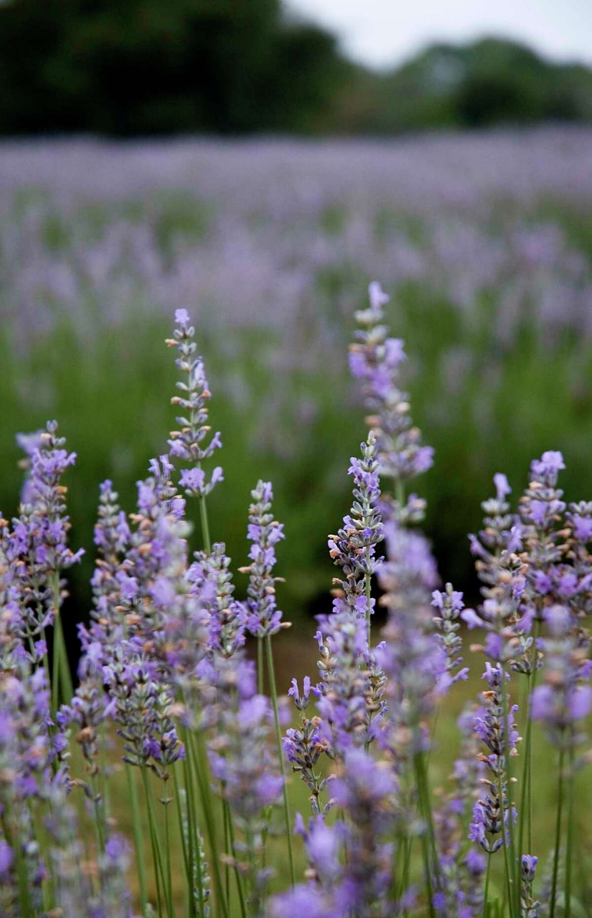 10 tips for using more lavender in your kitchen