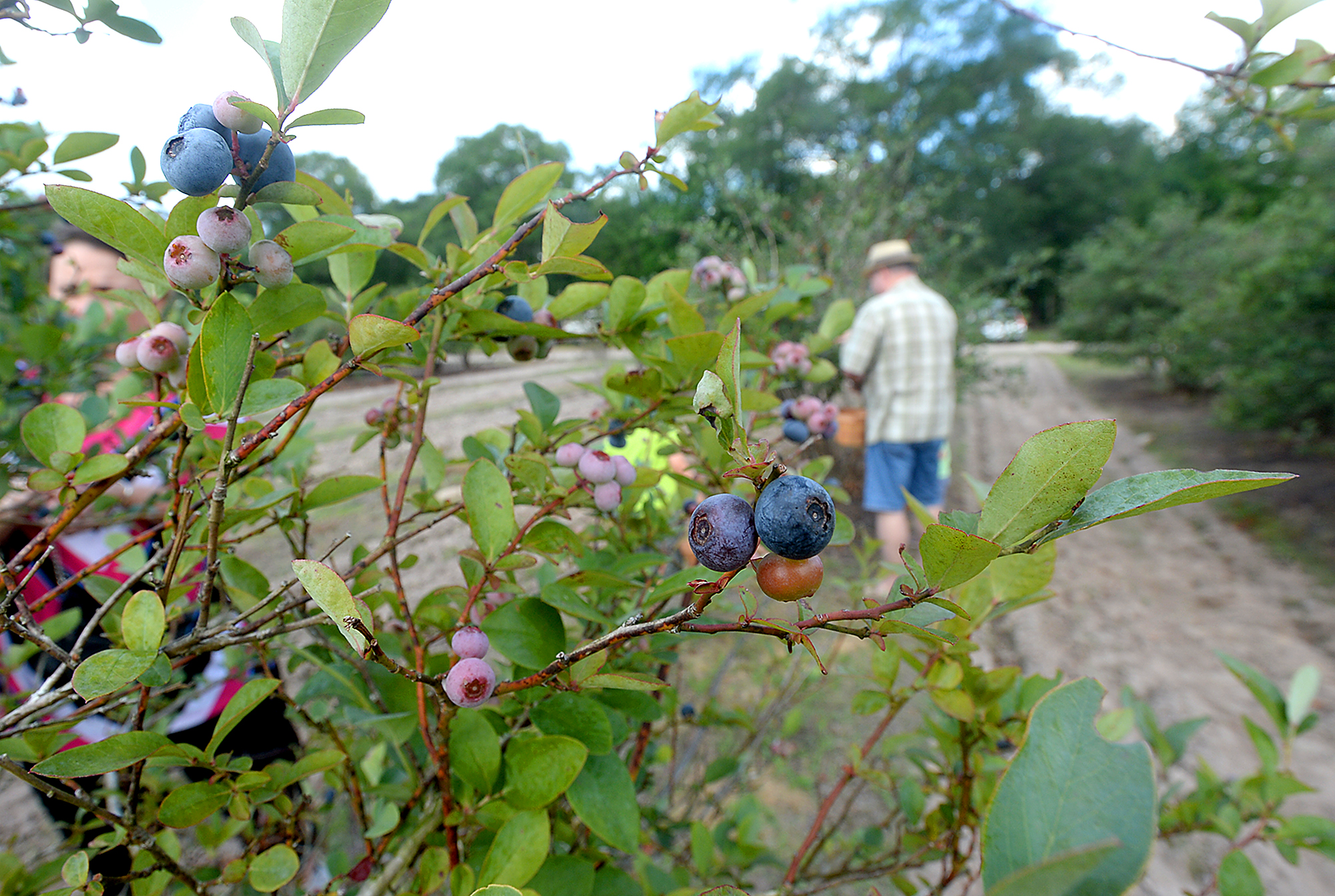 Explore one of the largest blueberry farms in SE Texas