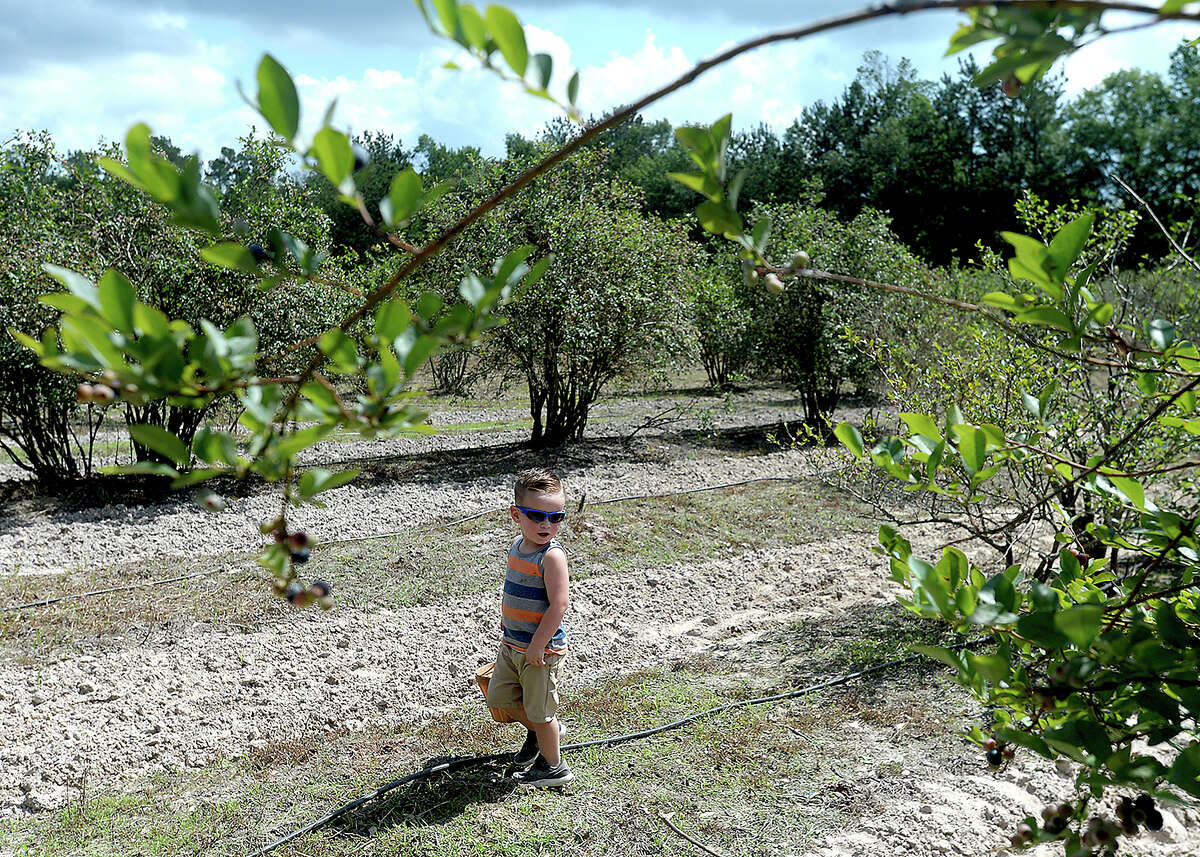 Explore one of the largest blueberry farms in SE Texas