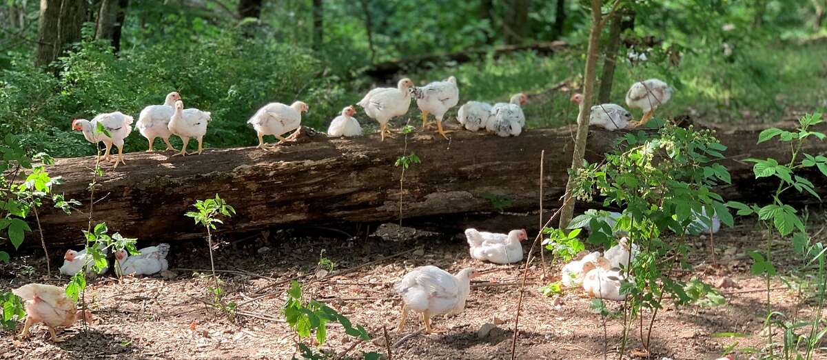 Chickens from Cooks Venture, an 800-acre farm in Arkansas.
