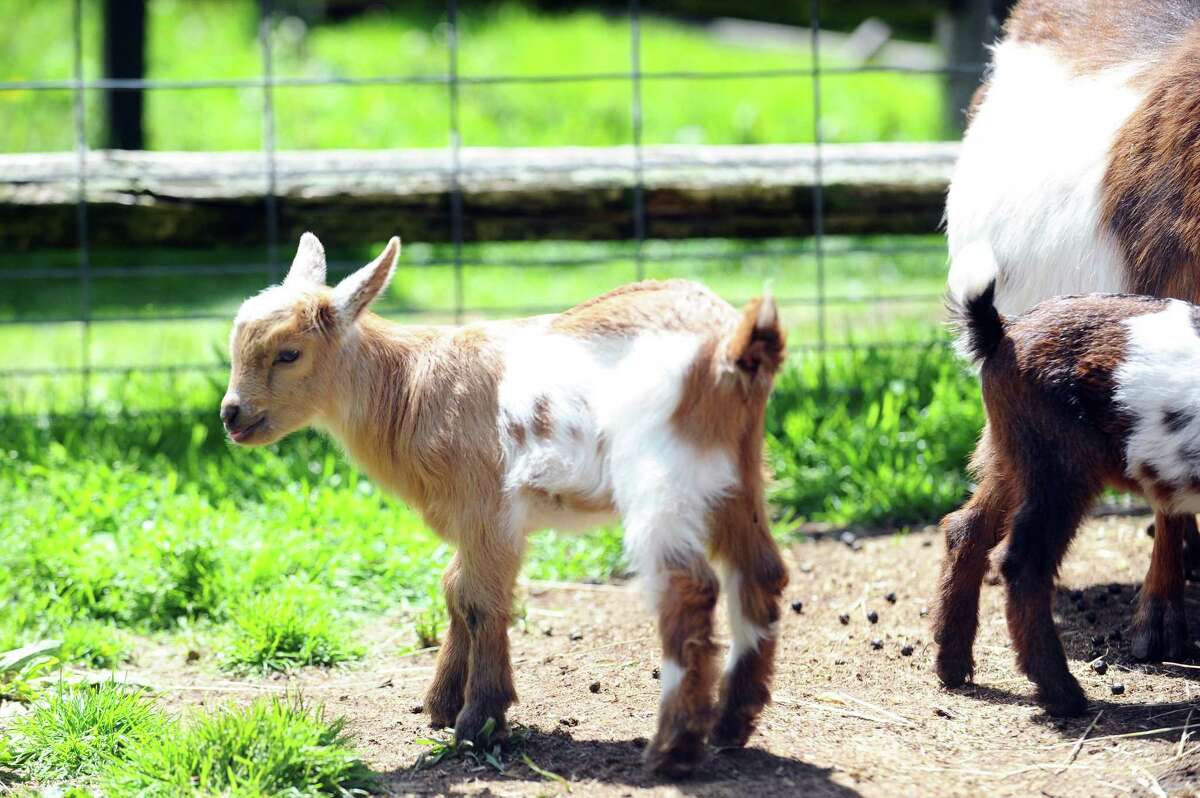 Goat LarpWhere: Jibe-iT Goat Farm - Redding June 15 at 1 p.m.