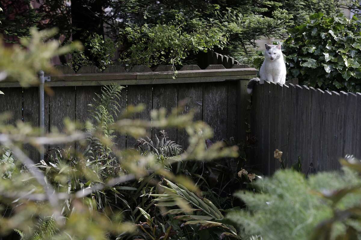 When it comes to San Francisco's feral cat policy, the claws are out