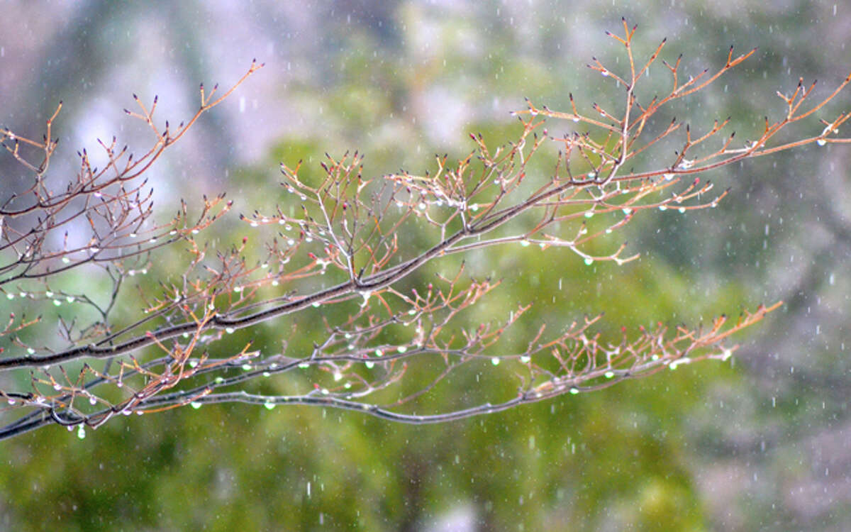 Rain drops collecting on tree with first buds of the season.