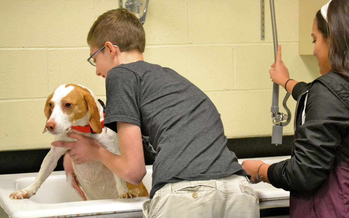 Butterscotch the beagle having all her winter dirt washed off at the Agriscience Center's dog wash