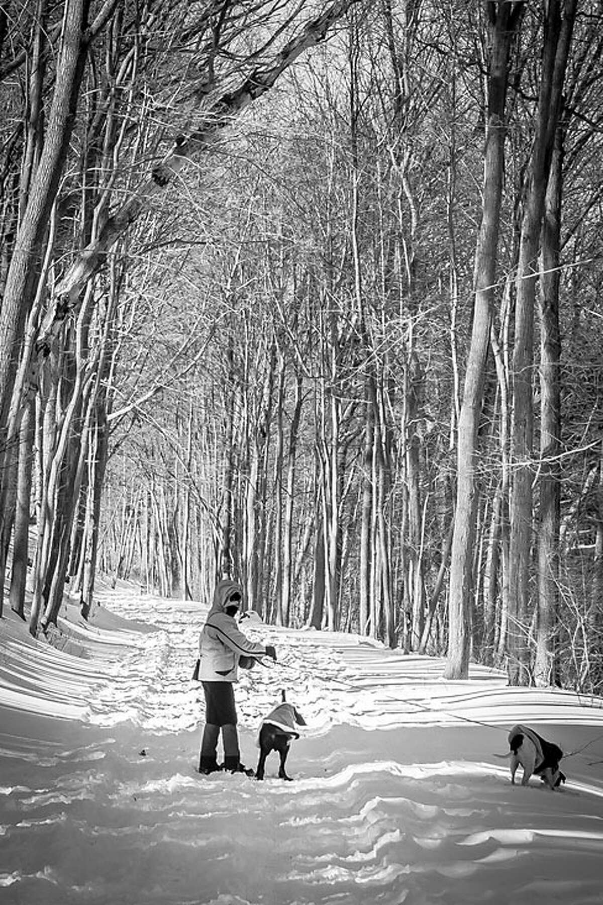 Pequonnock River Trail Winter Dog Walker by Derek Sterling won first place in the "Trumbullites in Winter" category.