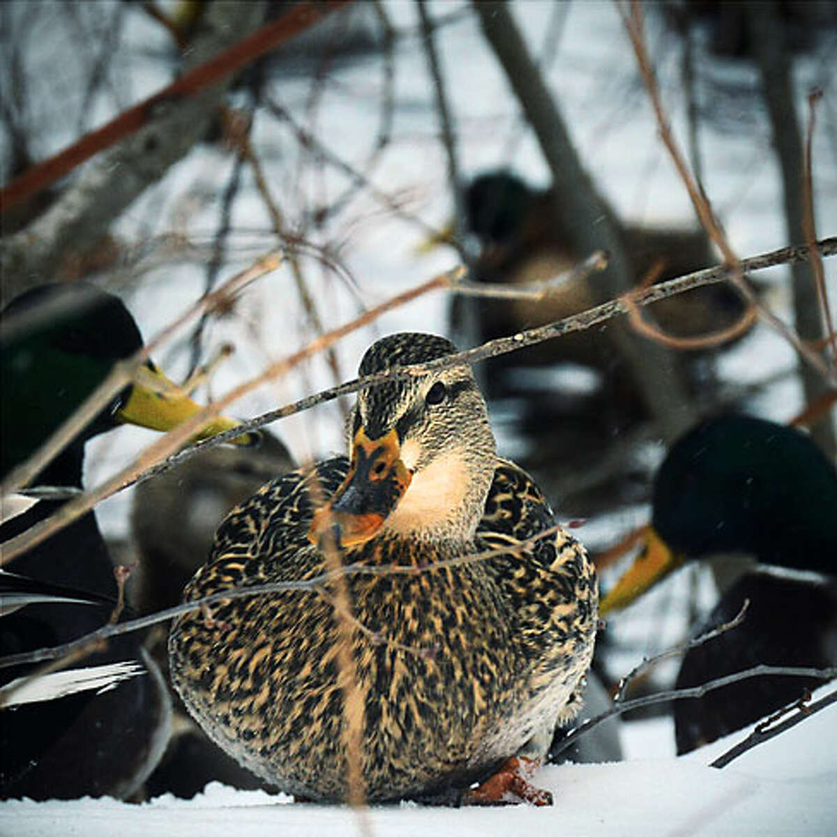 Old Mine Park Ducks at a Low Angle by Luca Pietrangeli won first place in the "Trumbull Wildlife in Winter" category.