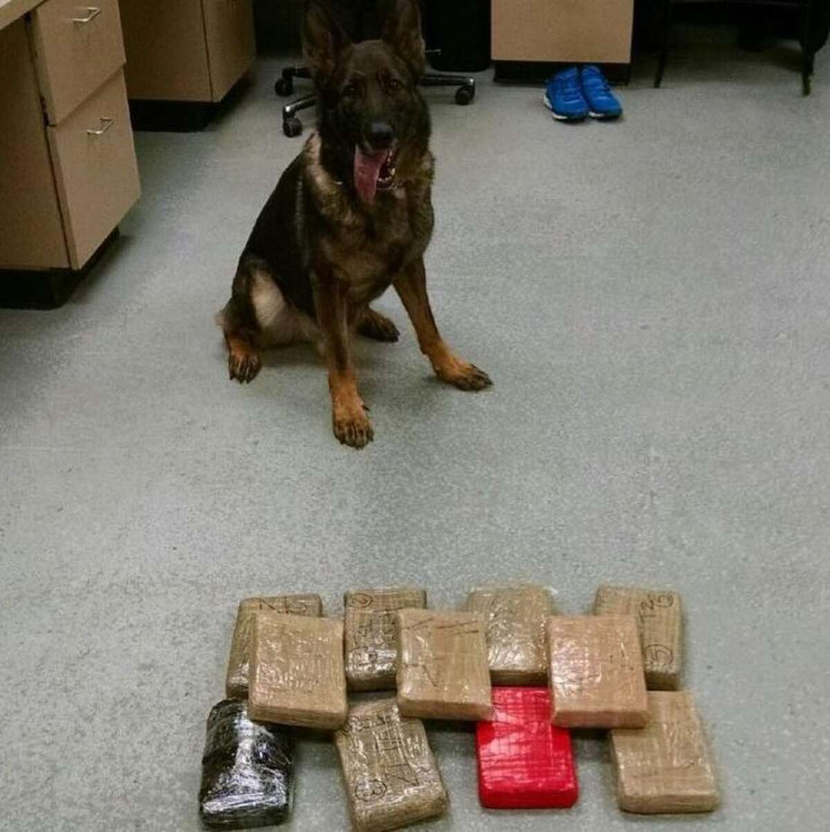 Trumbull Police K9 Cyrus last month after discovering 12 bricks of heroin.