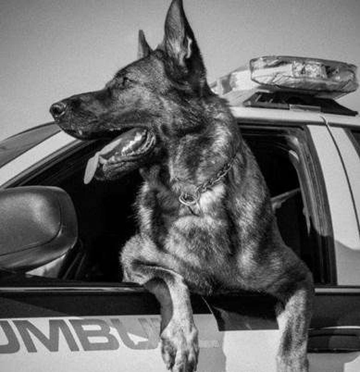 K9 Cyrus hangs off a Trumbull police cruiser.