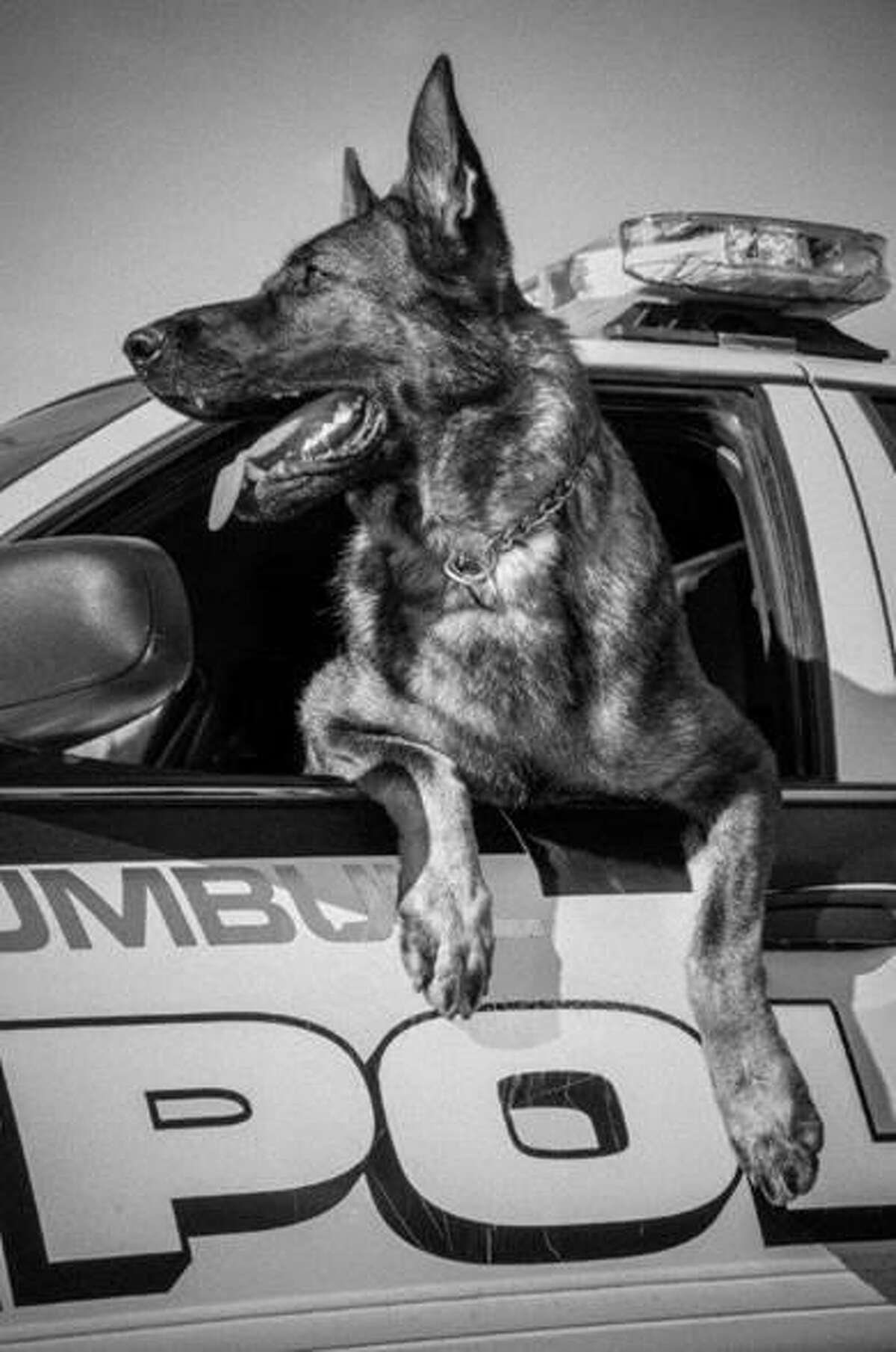 K9 Cyrus hangs off a Trumbull police cruiser.