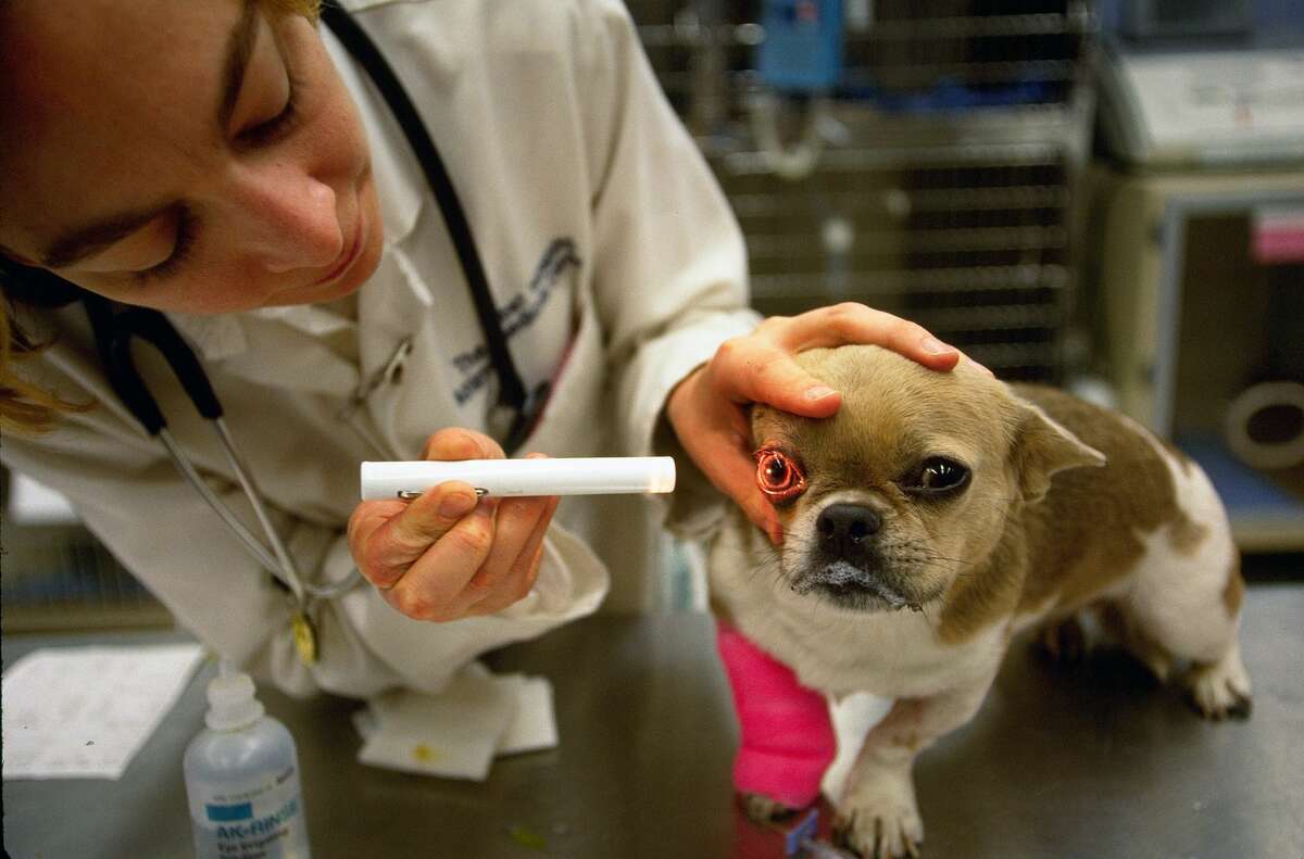 Собаке нужна операция. Исследования на животных. Офтальмология животных. Клиническое исследование собаки.