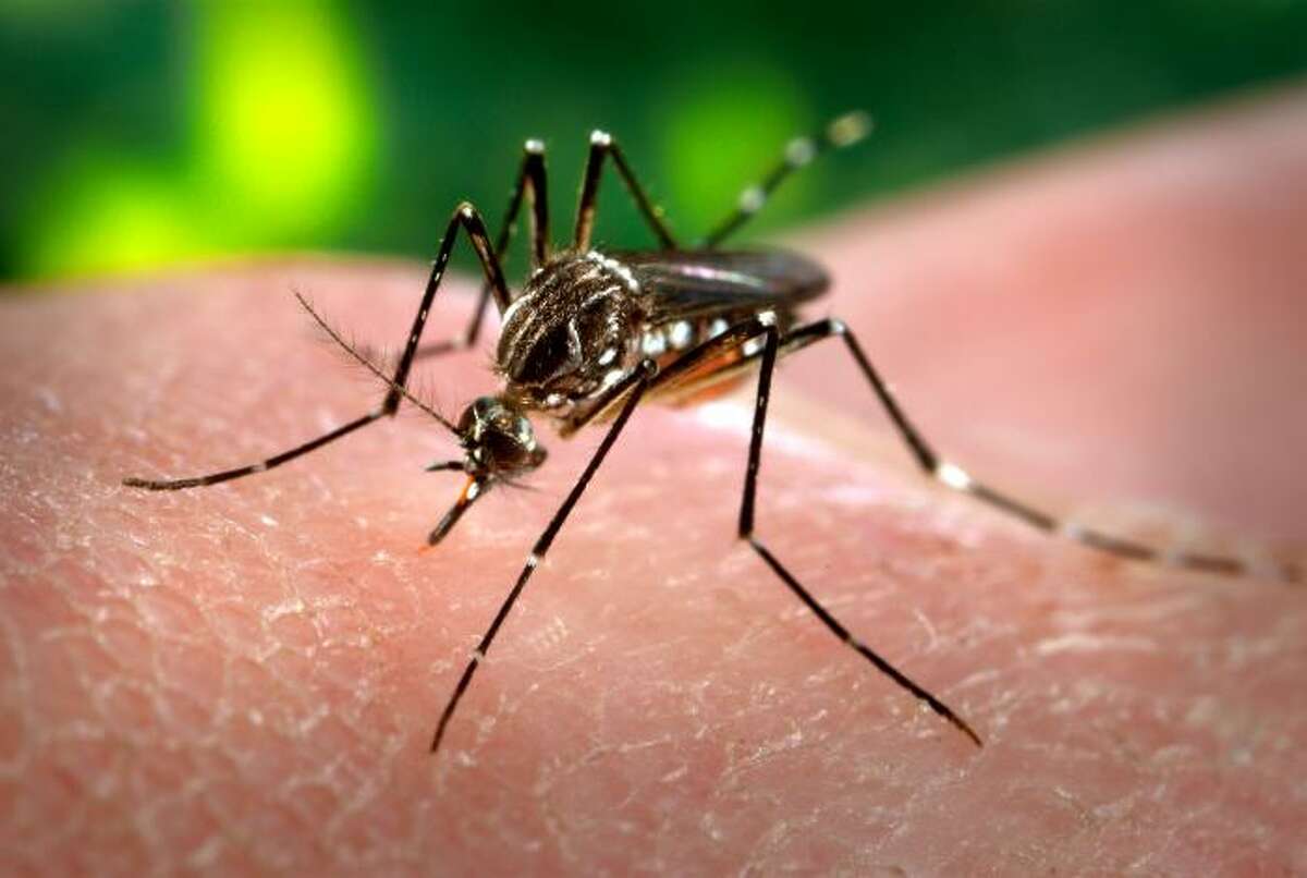 Zika virus is spread to people through the bite of an infected Aedes species mosquito. This mosquito species is not present in Connecticut and related species are not likely to spread the disease in Connecticut, according to the DPH.