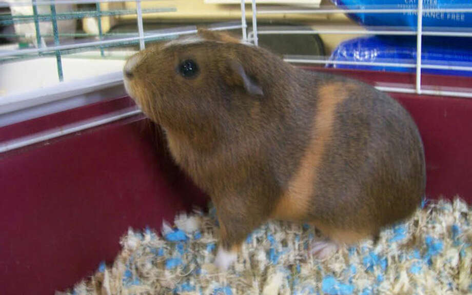 female guinea pig
