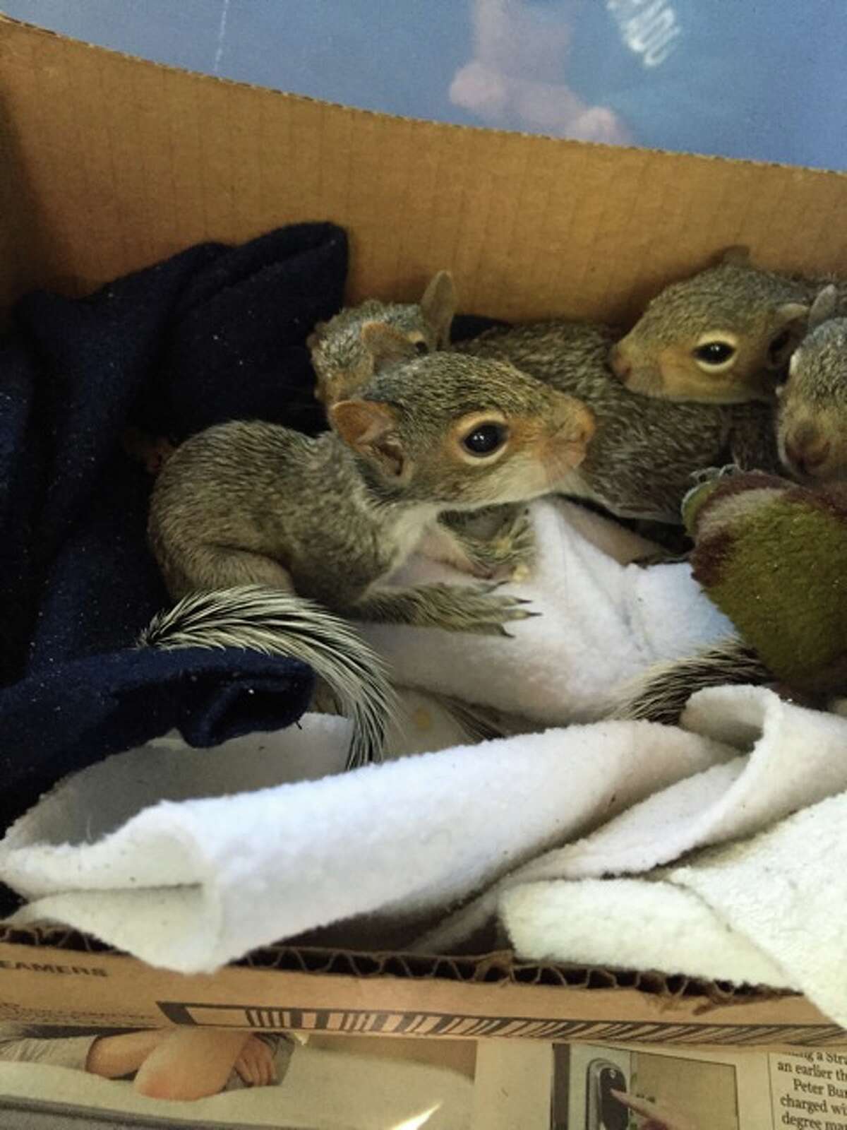 Rescued baby squirrels play with each other in a temporary home before being released back into the wild.