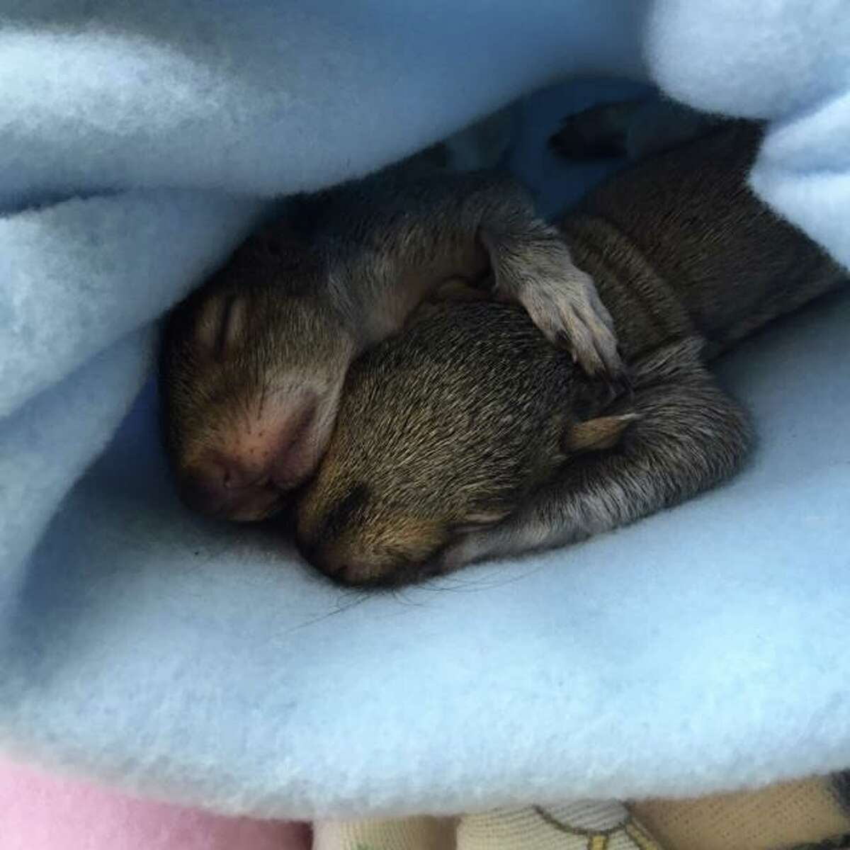 Two baby squirrels who were rescued over the weekend are doing very well and will be able to be released in approximately 12 weeks, according to Connecticut Wildlife Rehabilitator Allison Matula.