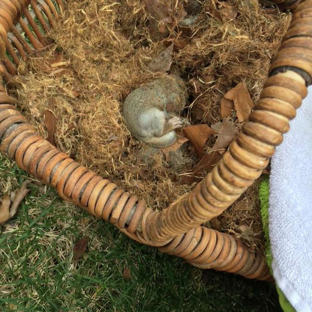 One of the baby squirrels that was found Saturday on Puritan Road.