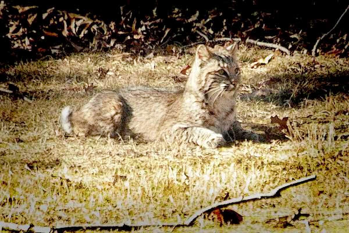 "Bob," the local Bobcat, stopped by the Nichols area to rest and wish a Happy New Year last week. One homeowner said it was great to see the wildlife still surviving as its habitat decreases in size. - Gary Teto photo
