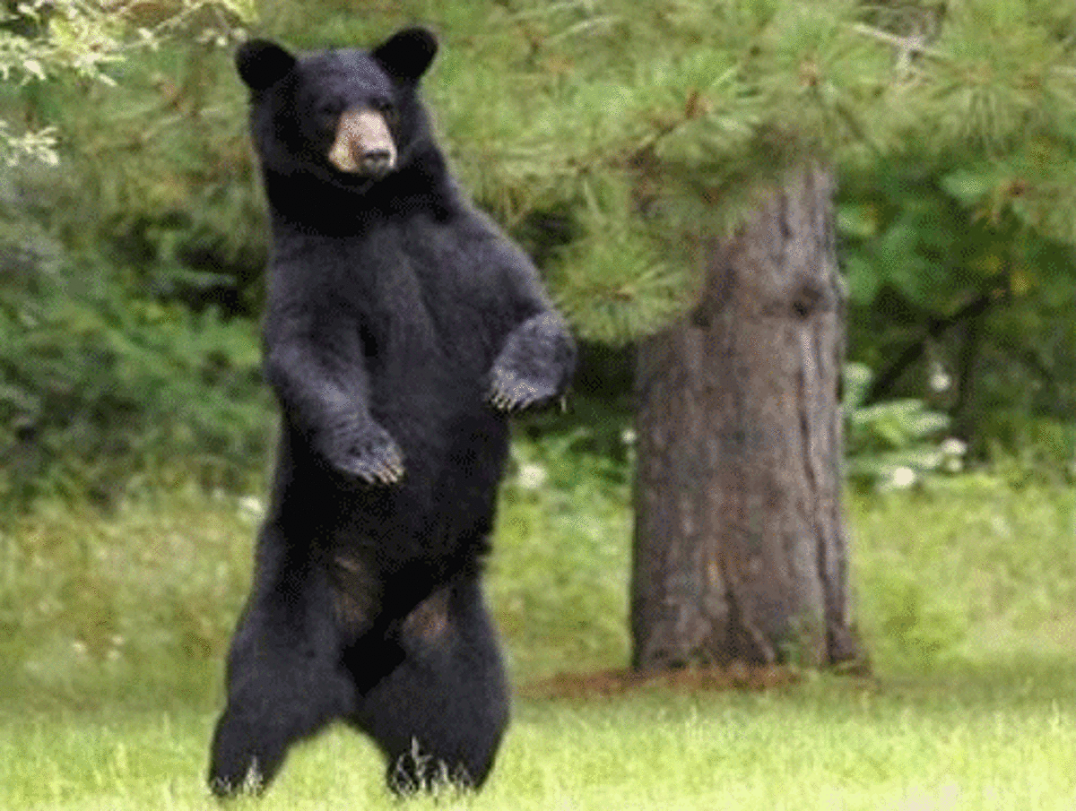 Black bears in Connecticut free lecture at Trumbull Library
