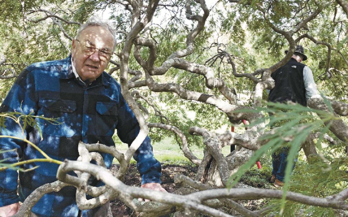 Warren Jacques and Dave Wilson (background) have been caring for a laceleaf maple tree in Twin Brooks Park for nearly 25 years.
