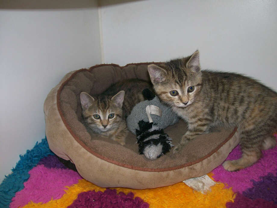 two female kittens