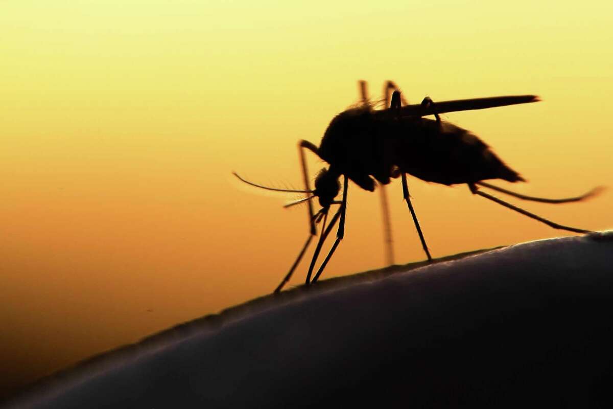 Corpus Christi officials have received notification of four probable laboratory reports of a West Nile Virus infection among humans.