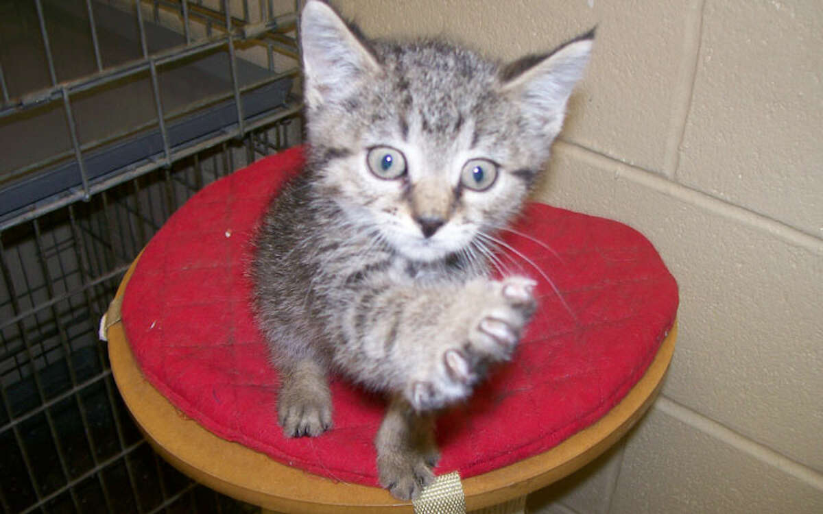 Eightweekold kitten available for adoption