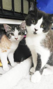 Kitten siblings Jack & Jill need a home