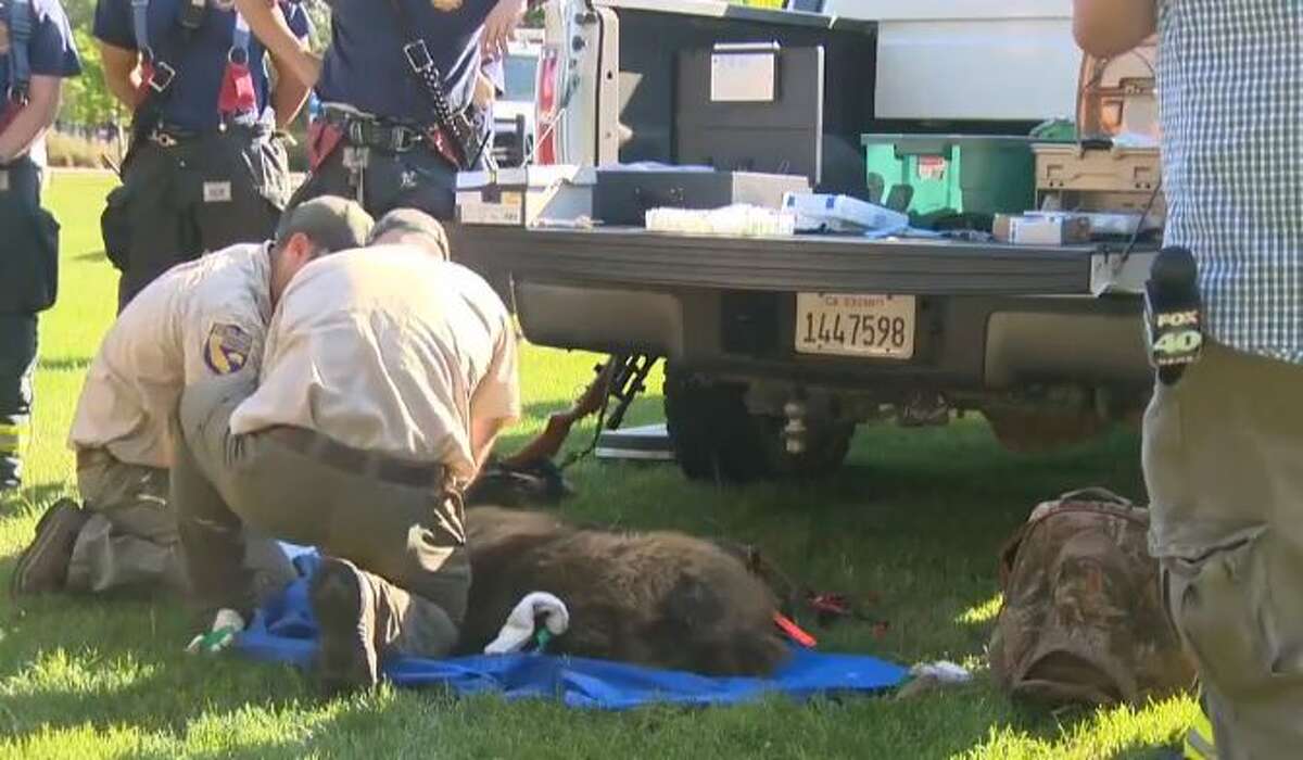 Animal control officials tend to a bear located on the UC Davis campus.