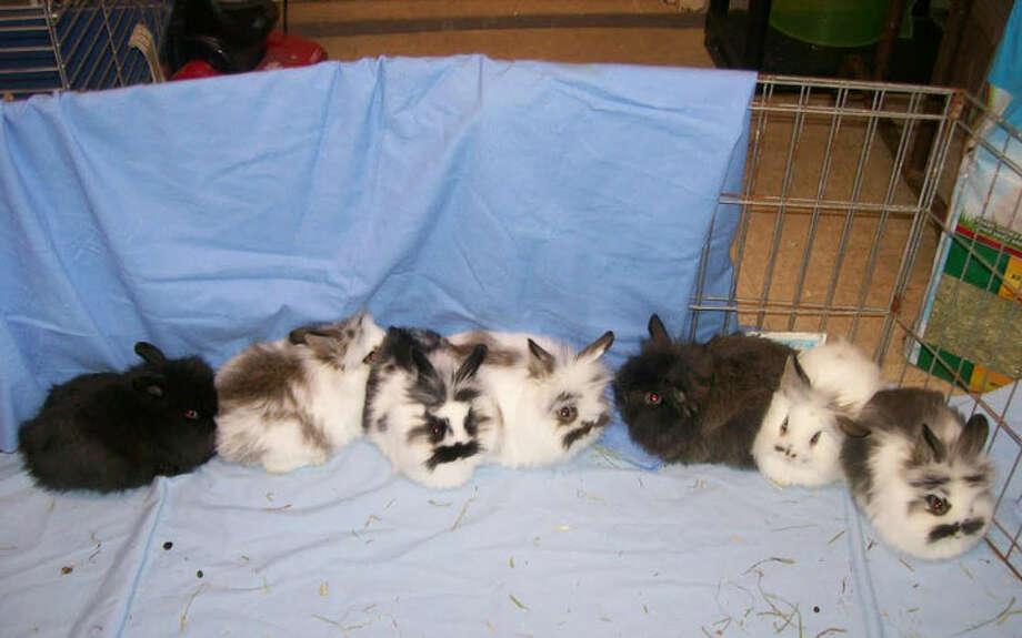 9 week old