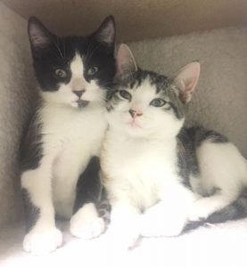 Jack & Jill kitten siblings need a home