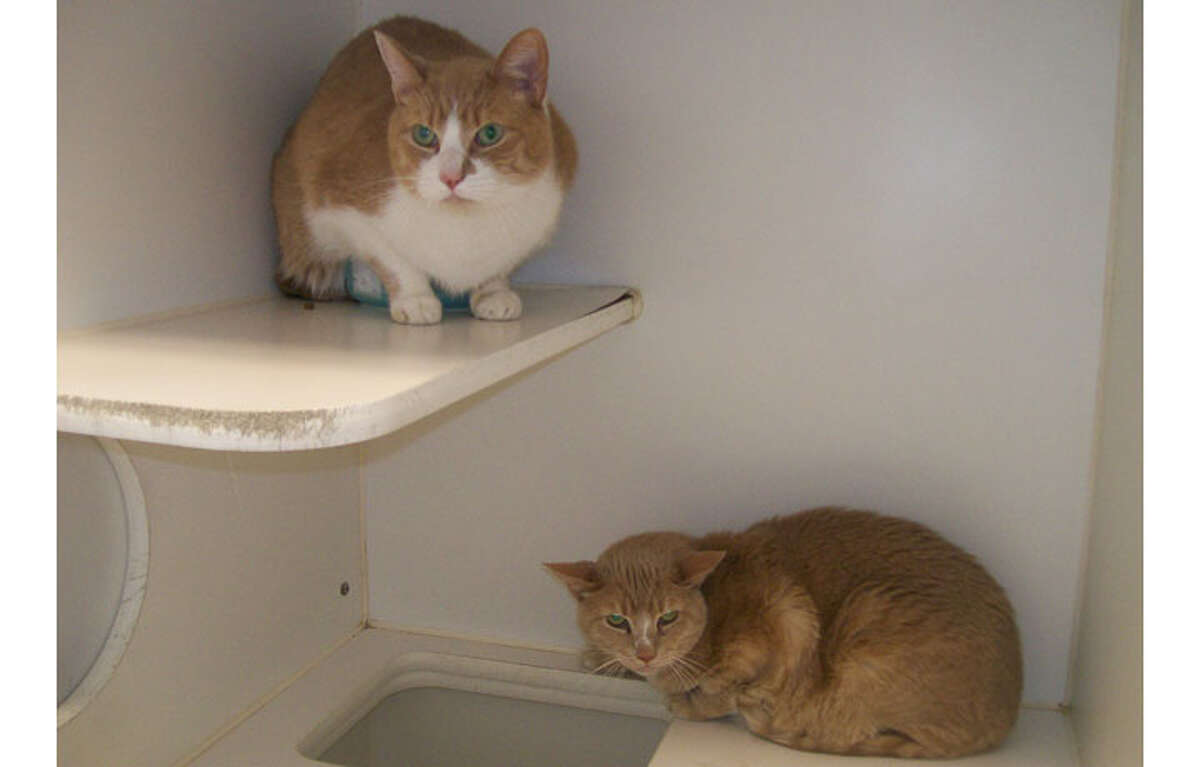 Leo and Scorpio