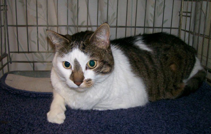 Male cat available at Trumbull Animal Shelter