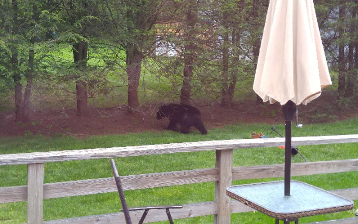 Margaret Distassio recently snapped this photo of a bear in her backyard.