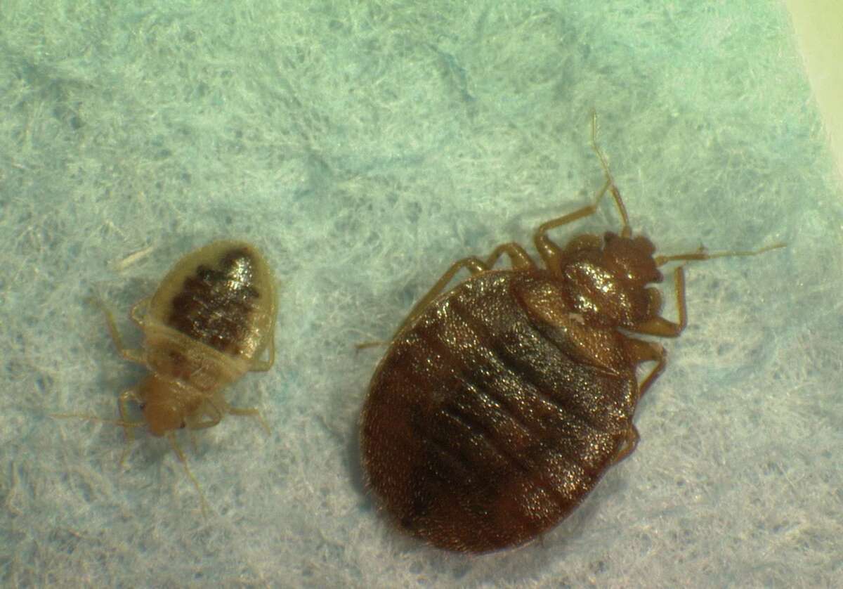 Mother and child bedbugs