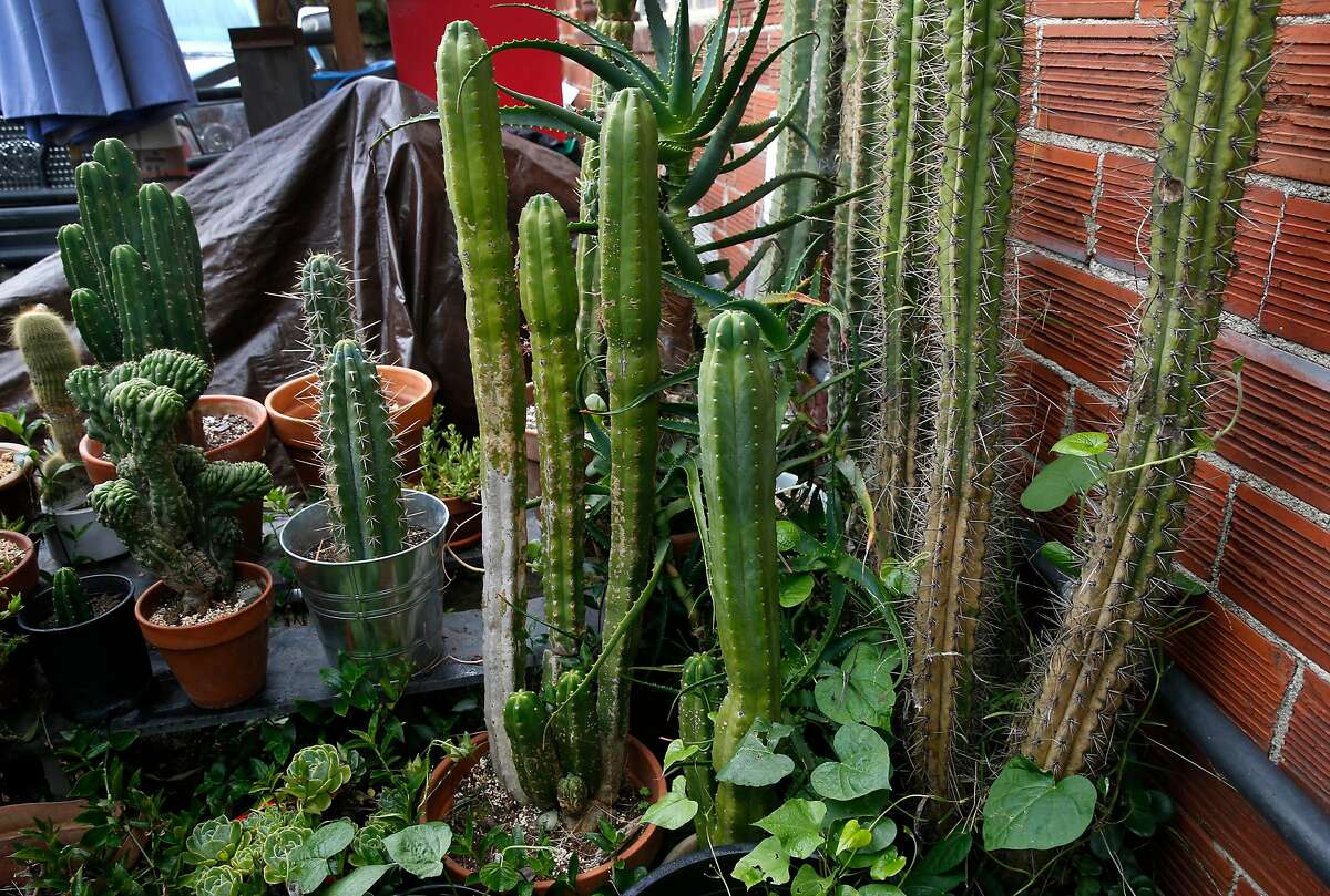 Cacti containing hallucinogenic mescaline are raised in a private garden with a variety of psychedelic plants in Oakland, Calif. on Thursday, May 30, 2019.