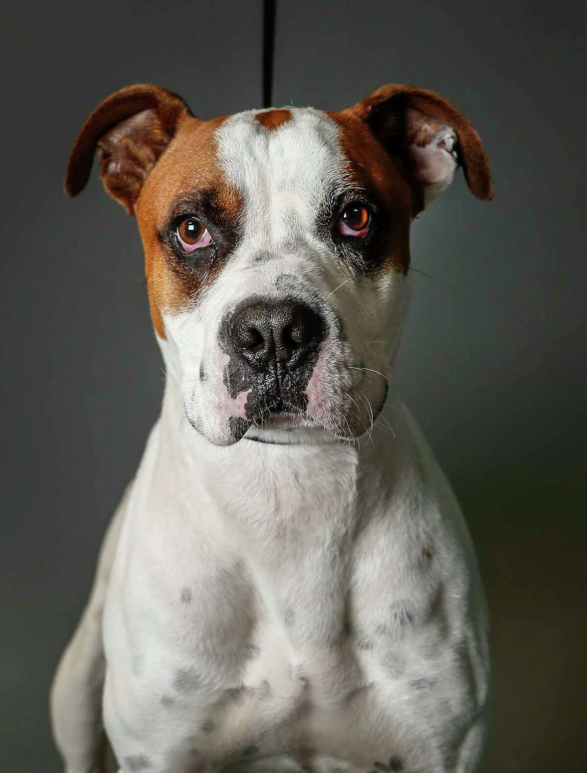 Duke is a 3-year-old, male, Boxer mix available for adoption at the Harris County Animal Shelter, in Houston. (Animal ID: A534276) Photographed Tuesday June 4, 2019. Duke is a big sweetheart, who was surrendered by his owner because they were moving, and moved without him.