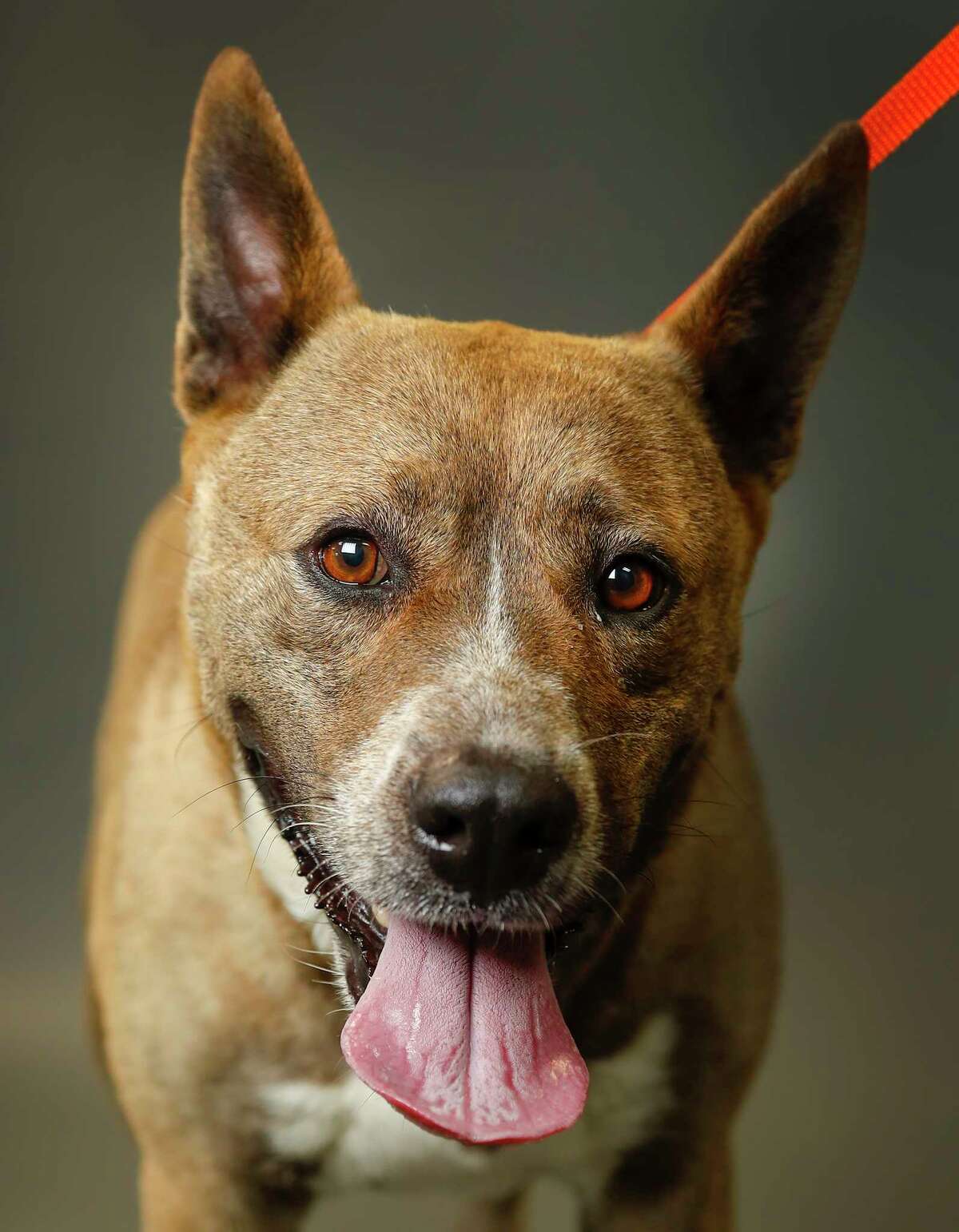Chloe is a 5-year-old, female, American Staffordshire mix available for adoption at the Harris County Animal Shelter, in Houston. (Animal ID: A534362) Photographed Tuesday June 4, 2019. Chloe is a friendly dog who was surrendered by her owners for "wanting out".