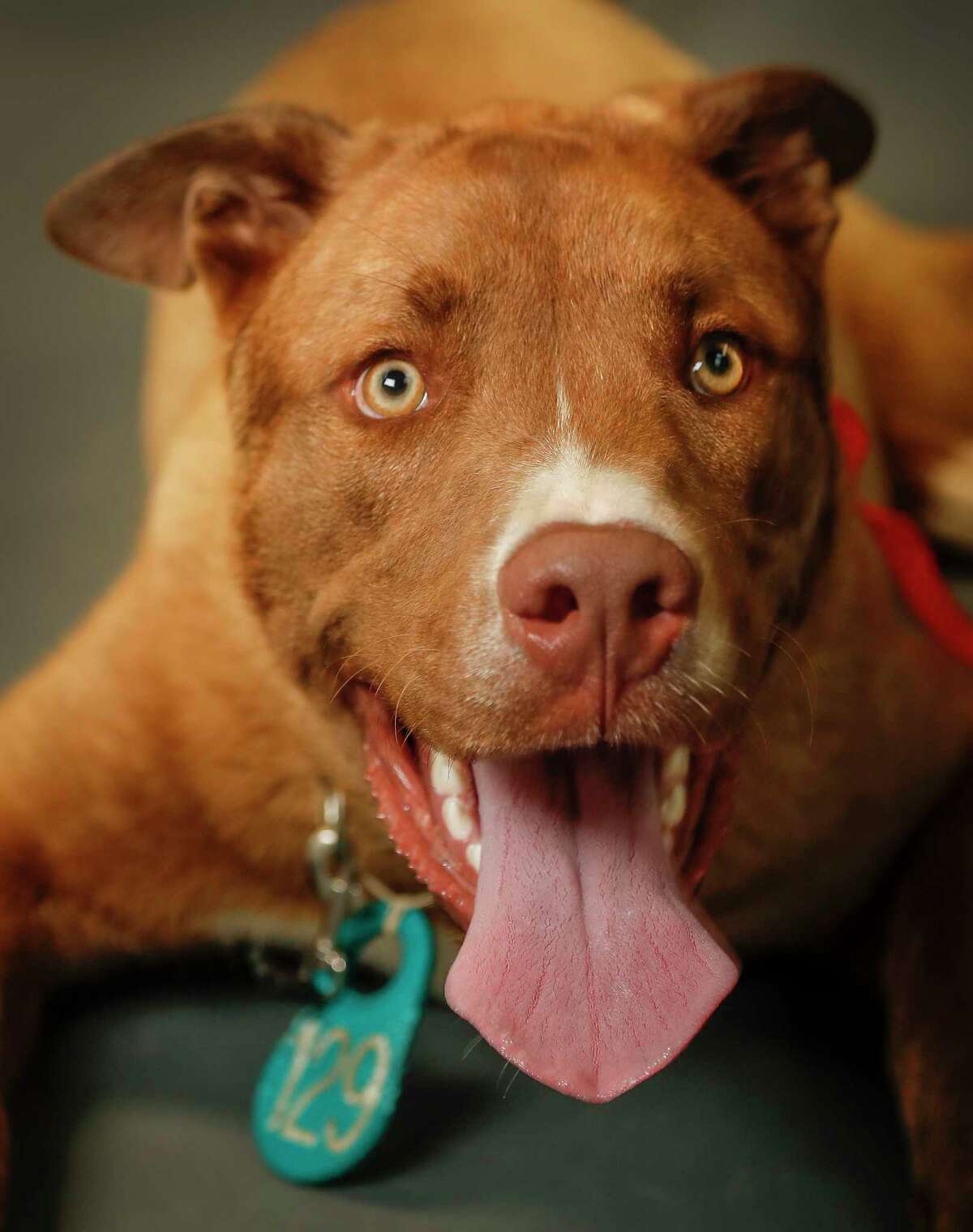 Raven is a 8-month-old, male, Pit Bull mix available for adoption at the Harris County Animal Shelter, in Houston. (Animal ID: A534368) Photographed Tuesday June 4, 2019. Raven is a large lovebug during the photoshoot he exhausted himself by playing with sqweeky toys, and devoring treats, and getting bear hugs.