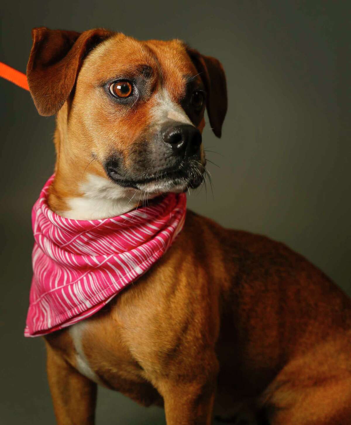 Sassy is a 2-year-old, female, Basset Hound/Pit Bull mix available for adoption at the Harris County Animal Shelter, in Houston. (Animal ID: A534189) Photographed Tuesday June 4, 2019. Sassy is a friendly dog, who loves treats and attention.