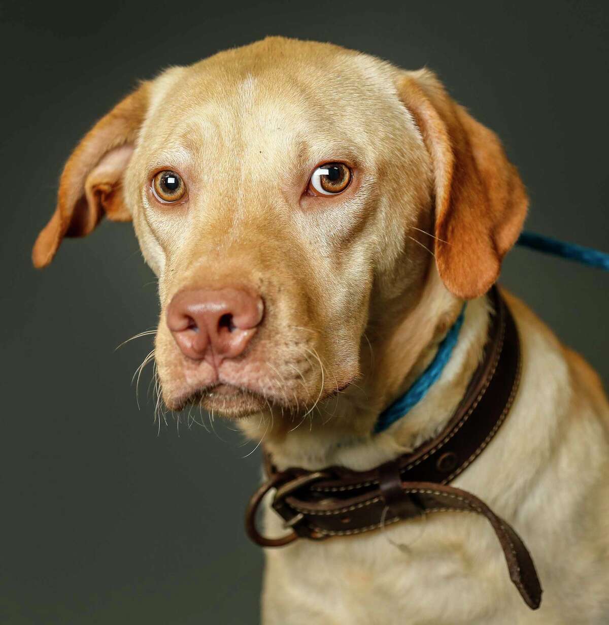 Moses is a 1-year-old, male, Labrador Retriever mix available for adoption at the Harris County Animal Shelter, in Houston. (Animal ID: A534497) Photographed Tuesday June 4, 2019. Moses is petrified of being in the shelter. He is a calm and quiet dog, who needs a loving home.